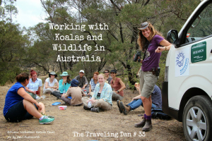 The Traveling Dan # 33 – Working with Koalas and Wildlife in Australia